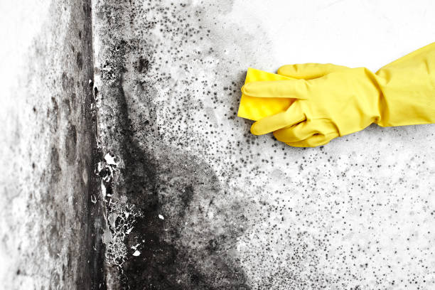 Best Attic Mold Removal  in Signal Hill, CA