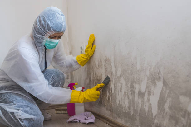 Best Attic Mold Removal  in Signal Hill, CA