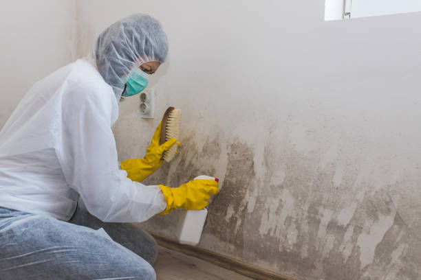 Best Commercial Mold Removal  in Signal Hill, CA