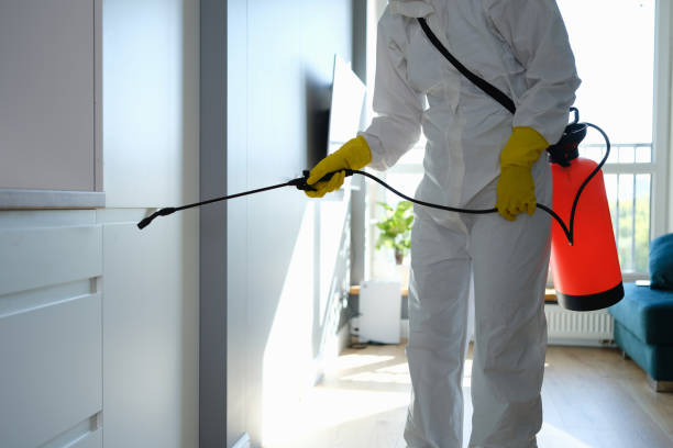 Best Mold Remediation Services  in Signal Hill, CA