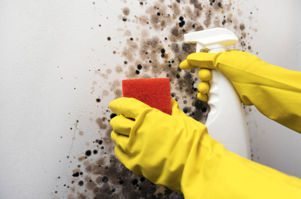 Best Crawl Space Mold Removal  in Signal Hill, CA
