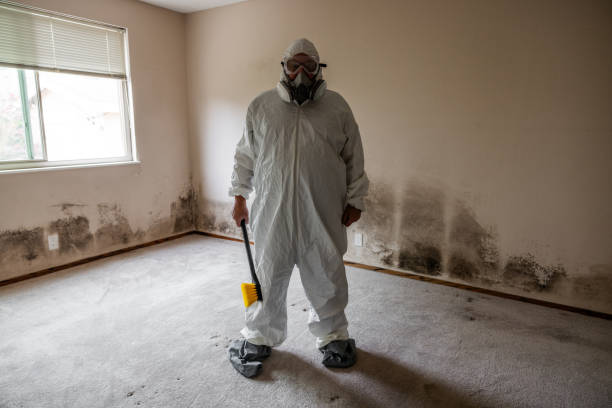 Office Mold Removal Services in Signal Hill, CA